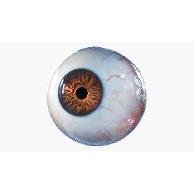 3D Eye Rigged model